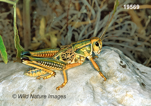 Plains Lubber Grasshopper (Brachystola magna)